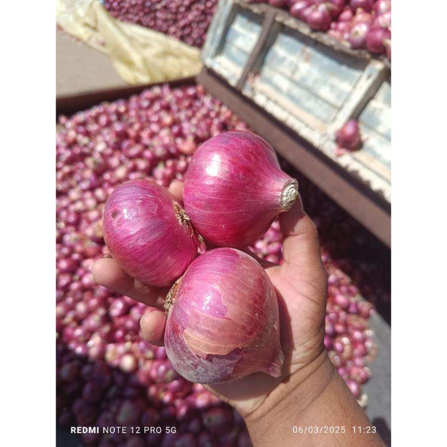 Свежий лук (Bulk Supplies Fresh Onion)