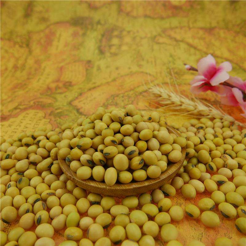 Желтая соя Nihewan Non-GMO (Nihewan Soyabean Yellow)
