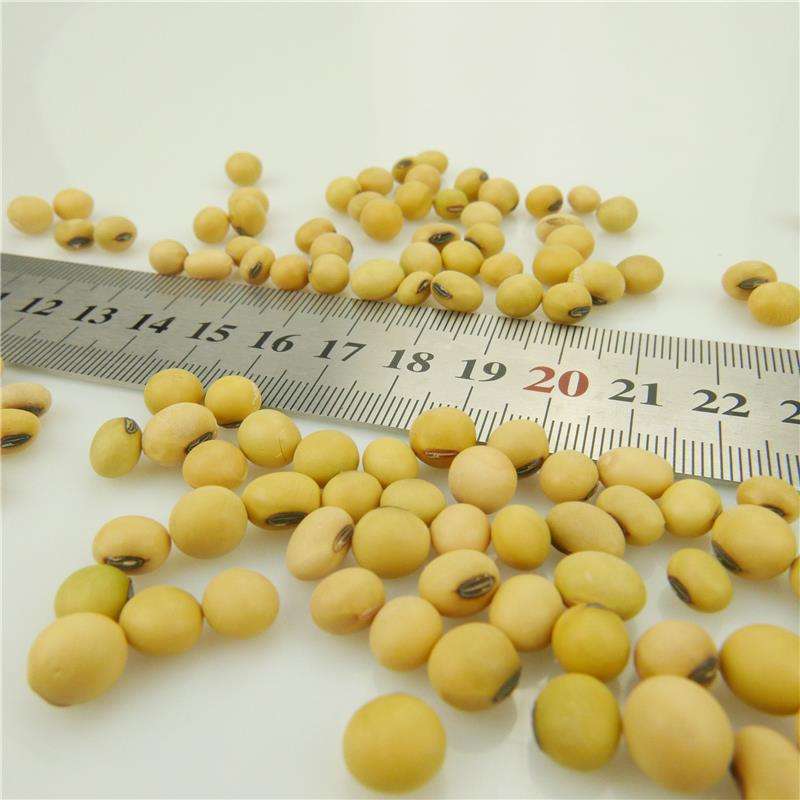 Желтая соя Nihewan Non-GMO (Nihewan Soyabean Yellow)