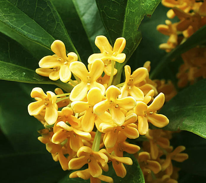 Аромат чая «Османтус» (Osmanthus Tea)