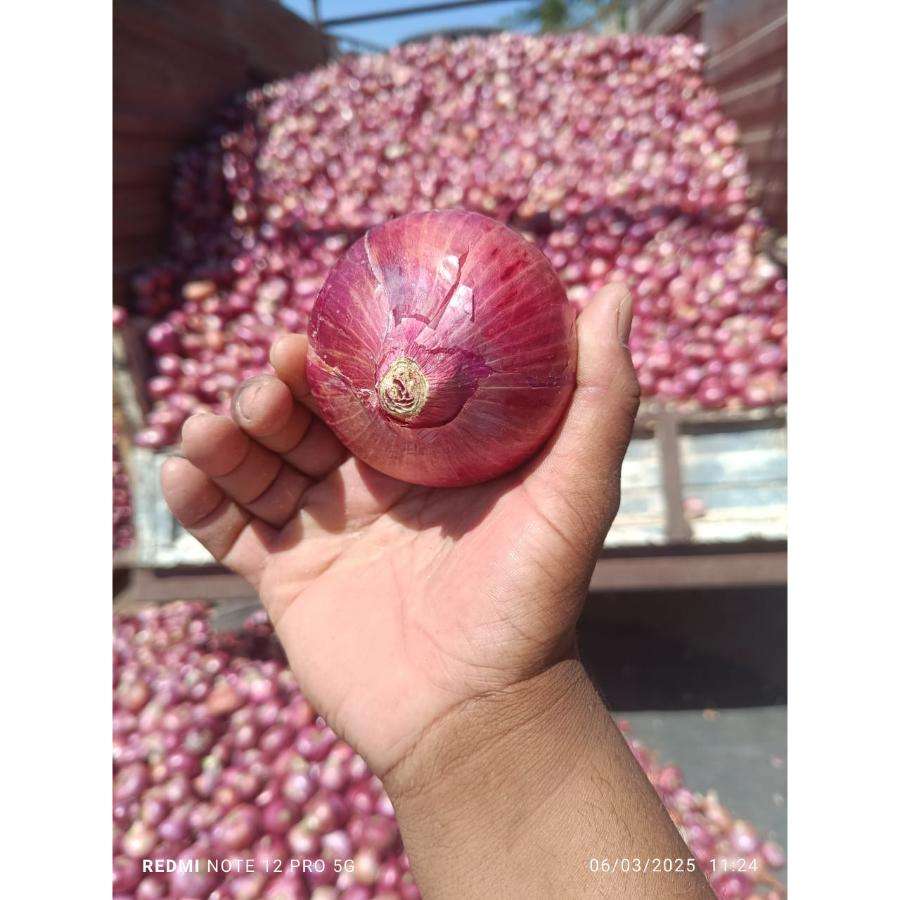 Свежий лук (Bulk Supplies Fresh Onion)