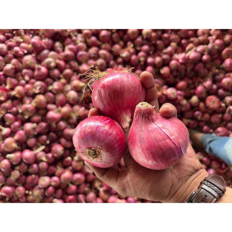 Свежий лук (Bulk Supplies Fresh Onion)